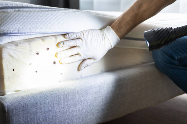 Best Cockroach Control Services  in League City, TX