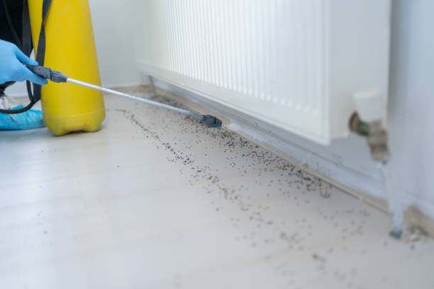 Best Affordable Pest Control Services  in League City, TX